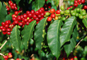  Coffee cherry and blossoms 