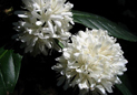  Coffee cherry and blossoms 
