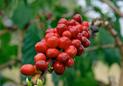  Coffee cherry and blossoms 